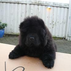 Chow chow Gonzo