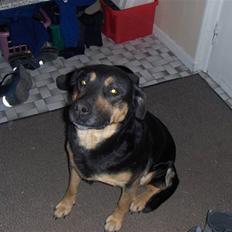 Blanding af racer Trine *R.I.P*