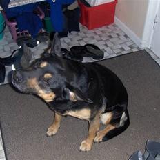 Blanding af racer Trine *R.I.P*