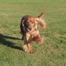 Cocker spaniel Tessi