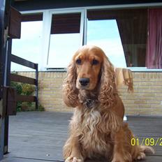 Cocker spaniel Tessi