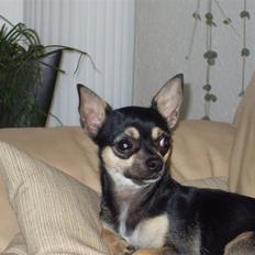 Chihuahua Frida