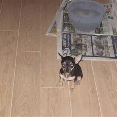 Chihuahua Frida