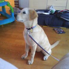 Blanding af racer simba 