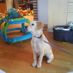 Blanding af racer simba 