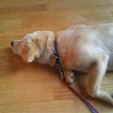 Blanding af racer simba 