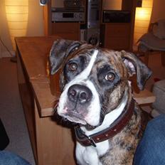 Blanding af racer Raya