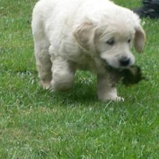 Golden retriever Lapija´s Bulder Balou