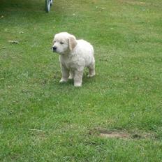Golden retriever Lapija´s Bulder Balou