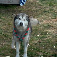 Alaskan malamute vipsen