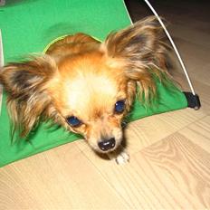 Chihuahua Zitta *R.I.P*