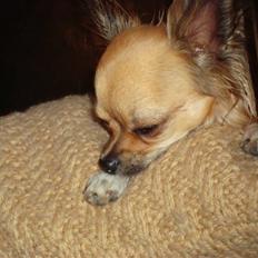 Chihuahua Zitta *R.I.P*