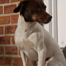 Dansk svensk gaardhund | Snoopy