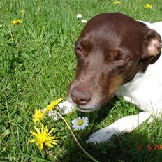 Dansk svensk gaardhund | Snoopy