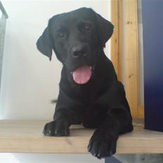 Labrador retriever Baloo regnr. 09914/2006
