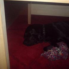 Labrador retriever Baloo regnr. 09914/2006