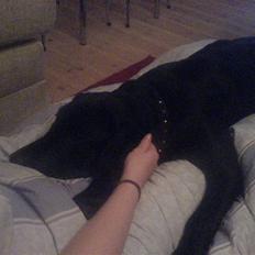 Labrador retriever Baloo regnr. 09914/2006