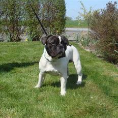 Fransk bulldog Carlos