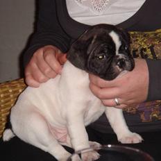 Fransk bulldog Carlos