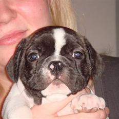 Fransk bulldog Carlos