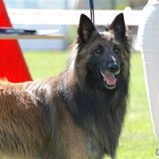 Tervueren Ask A Flame Of Pride