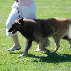 Tervueren Ask A Flame Of Pride