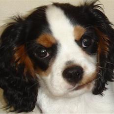 Cavalier king charles spaniel Lundholms Arnold