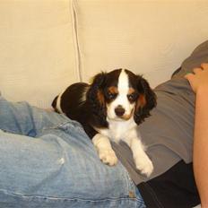 Cavalier king charles spaniel Lundholms Arnold