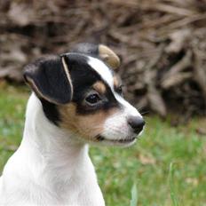 Blanding af racer Silja