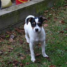 Blanding af racer Silja