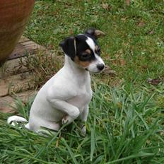 Blanding af racer Silja