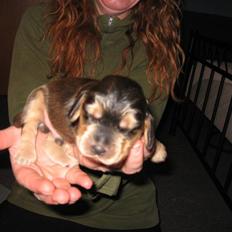 Cocker spaniel havredals Asterix 