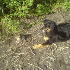 Blanding af racer Thyson ' nye billeder <3