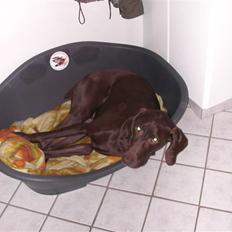 Korthåret hønsehund simba