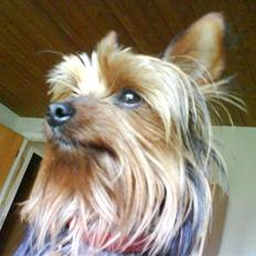 Yorkshire terrier Lady