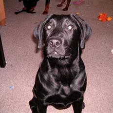 Labrador retriever Diego *Aflivet*