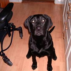 Labrador retriever Diego *Aflivet*