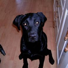 Labrador retriever Diego *Aflivet*