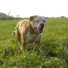 Amerikansk bulldog Bailey