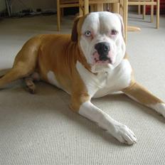 Amerikansk bulldog Bailey