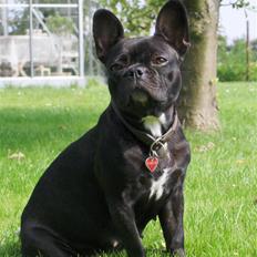 Fransk bulldog Tusnelda