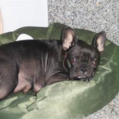 Fransk bulldog Tusnelda