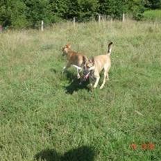 Blanding af racer grækerhunden Trøffel