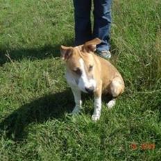 Blanding af racer grækerhunden Trøffel