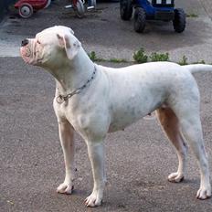 Amerikansk bulldog Tenna