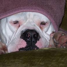 Amerikansk bulldog Tenna