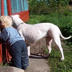 Amerikansk bulldog Tenna