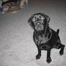 Labrador retriever Buller