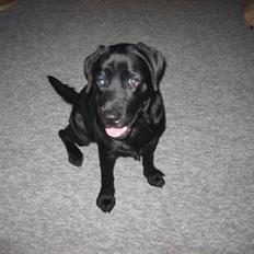 Labrador retriever Buller
