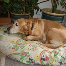 Blanding af racer Lady